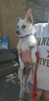 Terrier and Chihuahua Dogs Available for Adoption in Grafton, Wisconsin - FOSTER ME - Arlo | PetCurious