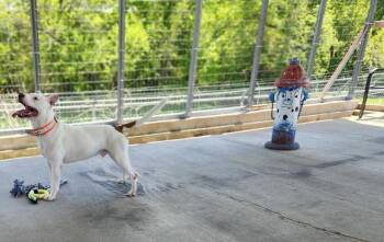 Pit Bull Terrier and Labrador Retriever Dogs Available for Adoption in Bolivar, Missouri - Chrome | PetCurious