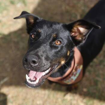 EVIE -  Rottweiler Dog for Adoption in San Antonio, Texas - EVIE | PetCurious