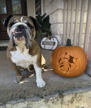 Rescue English Bulldog Dogs for Adoption in Austin, Texas - Maybelle | PetCurious