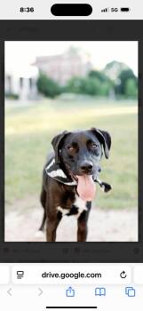 Rescue Black Labrador Retriever Dogs for Adoption in Hallsville, Missouri - Jetson | PetCurious