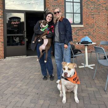 Whisk -  Pit Bull Terrier Dog for Adoption in Chicago, Illinois - Whisk | PetCurious