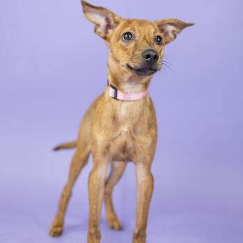 Gazpacho -  Mixed Breed Dog for Adoption in Portland, Oregon - Gazpacho | PetCurious