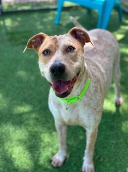 Speckles -  Pointer Dog for Adoption in Lakeland, Florida - Speckles | PetCurious