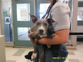 A479615 -  Staffordshire Bull Terrier Dog for Adoption in Oklahoma City, Oklahoma - A479615 | PetCurious