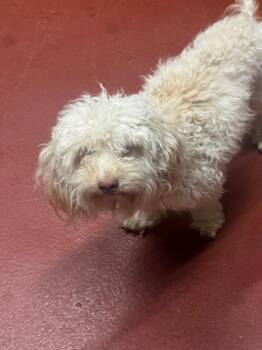 Baron -  Poodle Dog for Adoption in Douglasville, Georgia - Baron | PetCurious