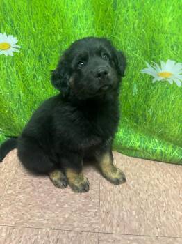 Great Pyrenees and Golden Retriever Dogs Available for Adoption in Wabash, Indiana - Quinn | PetCurious