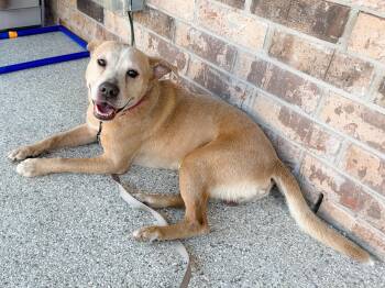 Shepherd and Terrier Dogs Available for Adoption in Mico, Texas - Josefino | PetCurious