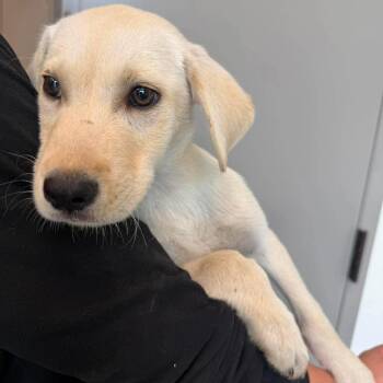 Honey Glaze -  Mixed Breed Dog for Adoption in Sand Springs, Oklahoma - Honey Glaze | PetCurious
