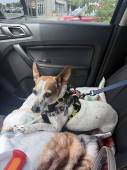 Buddy -  Jack Russell Terrier Dog for Adoption in Dyer, Indiana - Buddy | PetCurious