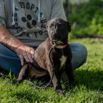 Border Collie and Catahoula Leopard Dog Dogs Available for Adoption in Pawling, New York - Fern | PetCurious