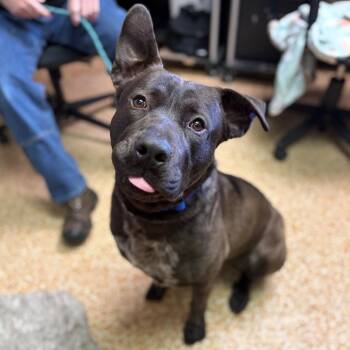 German Shepherd Dog and Pit Bull Terrier Dogs Available for Adoption in Chehalis, Washington - Javi | PetCurious