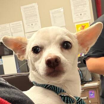 Cashew -  Chihuahua Dog for Adoption in Yuma, Arizona - Cashew | PetCurious