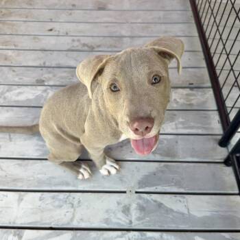 Lola Bunny -  Pit Bull Terrier and Mixed Breed Dog for Adoption in Bradenton, Florida - Lola Bunny | PetCurious