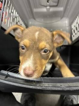 Ellery -  Pit Bull Terrier and Mixed Breed Dog for Adoption in Fresno, California - Ellery | PetCurious