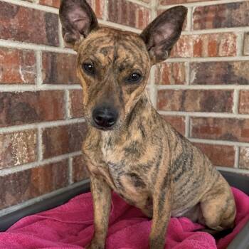 Brindlee -  Chihuahua and Chiweenie Dog for Adoption in Pelham, New Hampshire - Brindlee | PetCurious