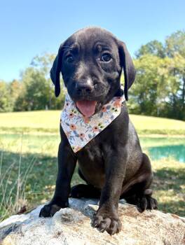 Candy Land -  Black Labrador Retriever and Mixed Breed Dog for Adoption in Pittsboro, North Carolina - Candy Land | PetCurious