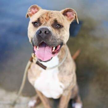 Guapo -  American Staffordshire Terrier and Mixed Breed Dog for Adoption in Atlanta, Georgia - Guapo | PetCurious