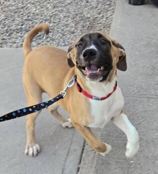 Great Dane and Mastiff Dogs Available for Adoption in Williams Lake, British Columbia - Truffle | PetCurious