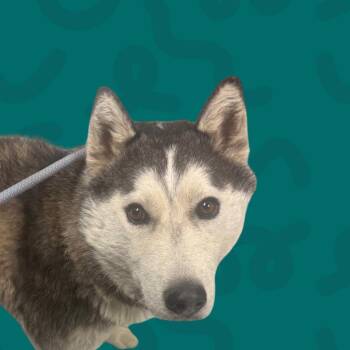 Husky Dogs Available for Adoption in Reno, Nevada - Lexi | PetCurious
