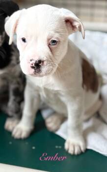 Ember -  Australian Shepherd and Mixed Breed Dog for Adoption in St. Augustine, Florida - Ember | PetCurious