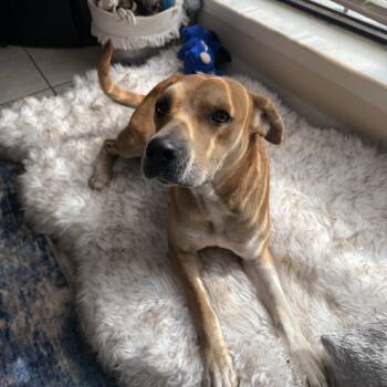 Labrador Retriever Dogs Available for Adoption - Stella | PetCurious