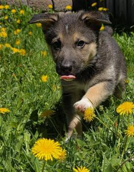Shepherd and Husky Dogs Available for Adoption in Minesing, Ontario - COTTAGE | PetCurious