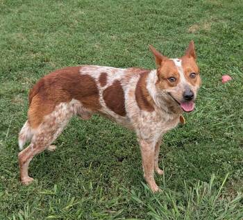 Montana A218122 -  Australian Cattle Dog Blue Heeler Dog for Adoption in Plano, Texas - Montana A218122 | PetCurious