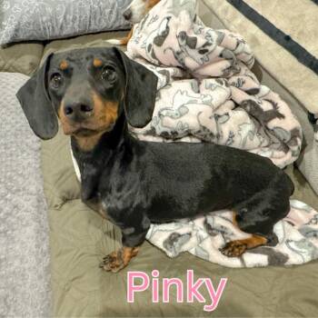 Pinky -  Dachshund Dog for Adoption in San Antonio, Texas - Pinky | PetCurious