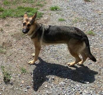 Nava -  German Shepherd Dog Dog for Adoption in Lakeland, Georgia - Nava | PetCurious