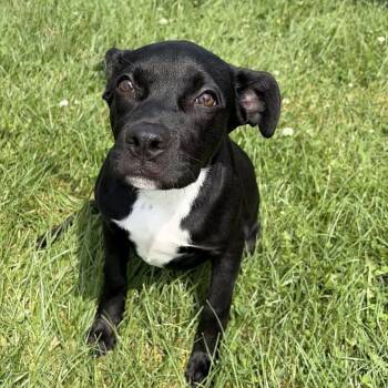 Tid Bit -  Mixed Breed Dog for Adoption in Canal Winchester, Ohio - Tid Bit | PetCurious