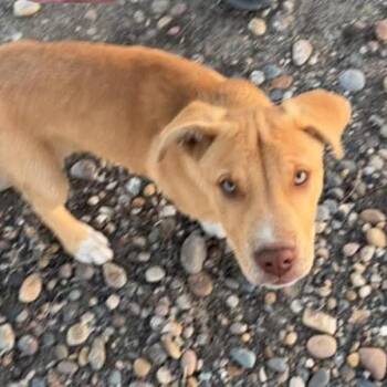 Vinny -  Labrador Retriever and Mixed Breed Dog for Adoption in Tacoma, Washington - Vinny | PetCurious
