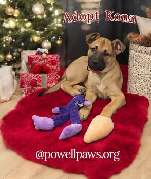 Rescue German Shepherd Dog and Pit Bull Terrier Dogs for Adoption in Powell, Ohio - Kona | PetCurious