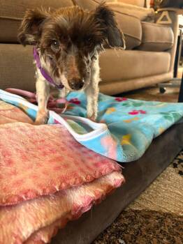 Rescue Miniature Schnauzer Dogs for Adoption in Lakewood, Colorado - Tiptoe | PetCurious