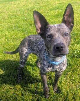 Australian Cattle Dog Blue Heeler and Mixed Breed Dogs Available for Adoption in Akron, Ohio - LAZULI | PetCurious