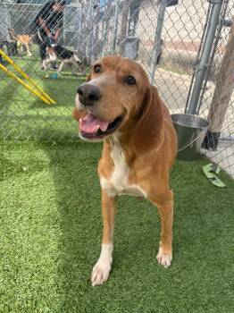 Rescue Mixed Breed Dogs for Adoption in Columbia, South Carolina - CARRIE | PetCurious