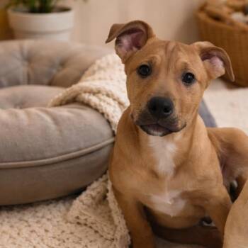 Australian Kelpie and Pit Bull Terrier Dogs Available for Adoption - Tyson | PetCurious