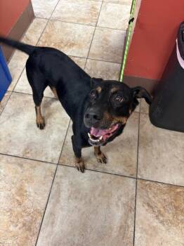 Roro -  Mixed Breed Dog for Adoption in Cincinnati, Ohio - Roro | PetCurious