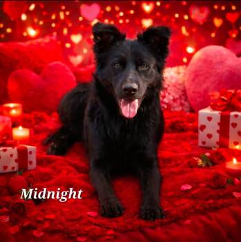 Australian Shepherd and Border Collie Dogs Available for Adoption - Midnight | PetCurious