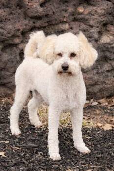 Bichon Frise and Poodle Dogs Available for Adoption in Princeton, Massachusetts - Kongo | PetCurious
