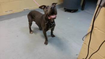ANGEL CAKE -  Pit Bull Terrier Dog for Adoption in Tulsa, Oklahoma - ANGEL CAKE | PetCurious