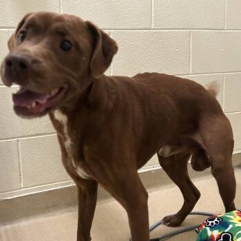 Rescue Mixed Breed Dogs for Adoption in Asheville, North Carolina - Hauch | PetCurious