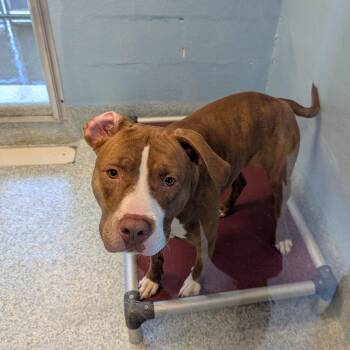 Brownie -  Pit Bull Terrier Dog for Adoption in Stafford, Virginia - Brownie | PetCurious