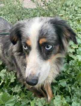 Diva -  Australian Shepherd Dog for Adoption in Polson, Montana - Diva | PetCurious