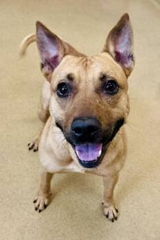 Black Mouth Cur and Mixed Breed Dogs Available for Adoption in Derwood, Maryland - TUCKER | PetCurious