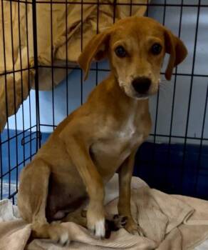 Doe -  Mixed Breed Dog for Adoption in Charleston, South Carolina - Doe | PetCurious