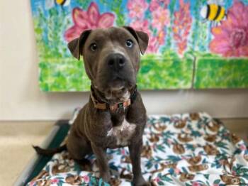 APPLE -  Pit Bull Terrier and Mixed Breed Dog Available for Adoption in Mckinleyville, California - APPLE | PetCurious