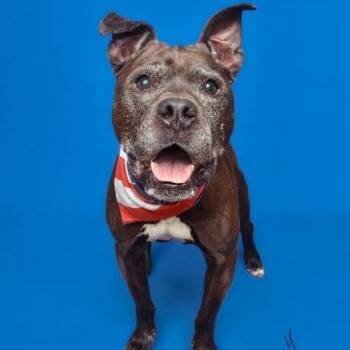 Moonlight -  Pit Bull Terrier Dog for Adoption in Silver Spring, Maryland - Moonlight | PetCurious
