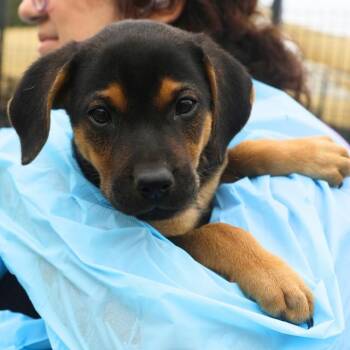 Rottweiler Dogs Available for Adoption in San Antonio, Texas - MARY SUE | PetCurious