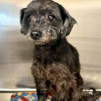 Scruffy -  Terrier Dog for Adoption in Opelika, Alabama - Scruffy | PetCurious